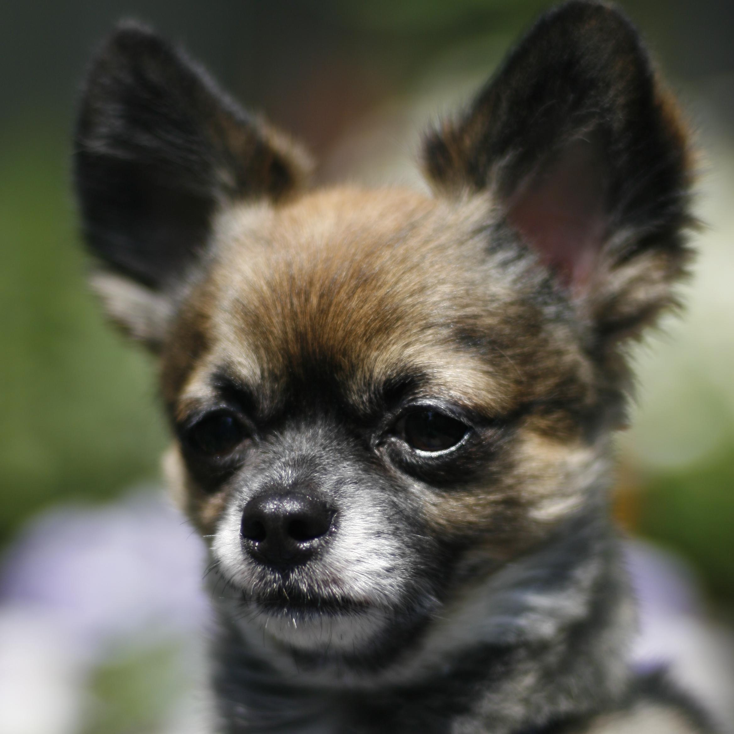 shira390's profile picture. 趣味は時々撮影と木工をはじめました。ペットロス歴3年