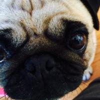 Jack Jolly (@master_pootis) 's Twitter Profile