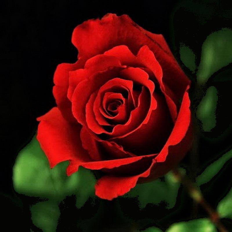 SueEdmonds3's profile picture. Huffington Post & Daily Kos fan I love reading Bold Progressive Elizabeth Warren for President Emma Watson JK Rowling & Harry Potter are awesome WWF