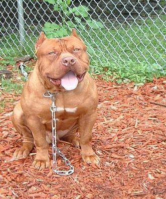 lover_bully's profile picture. 