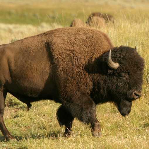 Born & raised in Orange County, CA, but now living and raising bison in Texas. APU grad,Trojan volleyball and football fan.