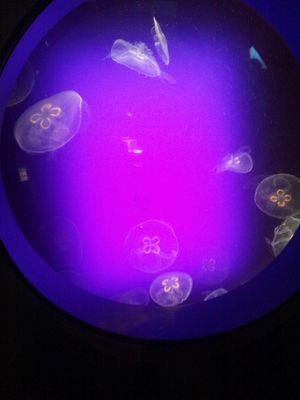 setsunesakurai's profile picture. 本と音楽が好きです。演奏できるのはピアノとファゴット。アマチュア吹奏楽団所属。
聴くのはクラシックの他はBUCK-TICK、スカパラ、オブリ、その他色々です。