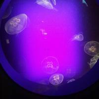 towa (@setsunesakurai) 's Twitter Profile