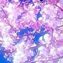 さくら (@0525_ssr) Twitter