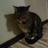 DyrSavnetFunnet's profile image