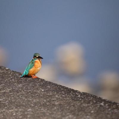 趣味は植物、野鳥、トンボの写真撮り！旅行、コンビニツアーなど！