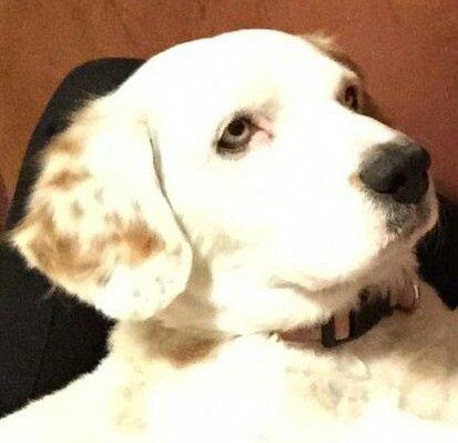 MyDogBetsy's profile picture. A Bitch from way back. Know my way around the dog park. King Kong ain't got nothing on me when the doorbell rings. Born in the pound, ate my share of Garbage