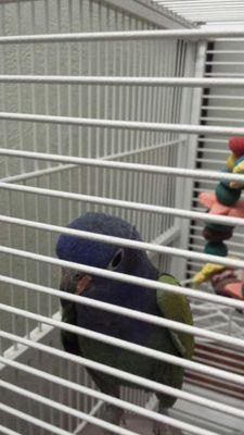 I am a three year old Pionus parrot named Hollie.
My mom just adopted me on January 1, 2015.
When she told me I could tweet I was very excited!