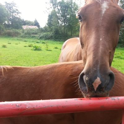 svenjogger's profile picture. 