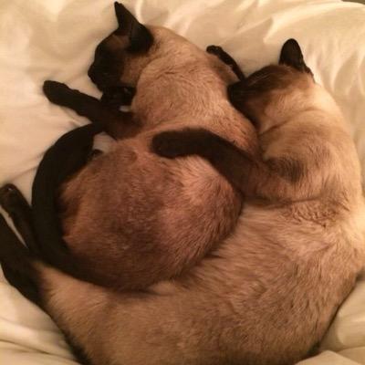 kecorrigan1's profile picture. Canal gypsy, runner, cyclist, petrol head, cat servant and permanent Bank of Daddy.