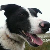 Sean (@seandasheepdog) 's Twitter Profile