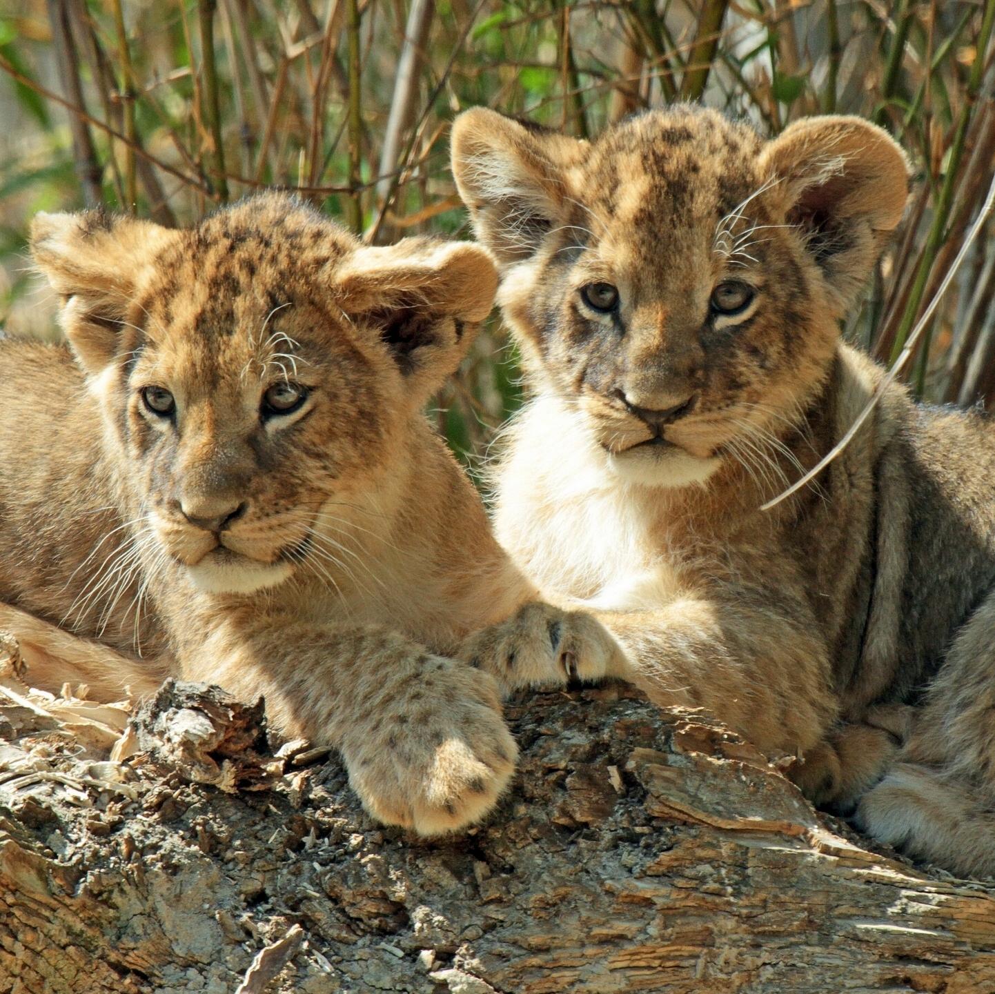 loretti_alex's profile picture. Join For Free The 1st & Fastest Growing Social Network that Pays Money to Invite Friends & Post Whatever you want Please Sign up with my Link & I will Help You