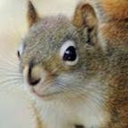 Easily amused peace loving squirrel residing in an undisclosed tree in Madison, WI. Your ambassador of gray, as life is rarely black & white