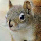 MadCitySquirrel (@madcitysquirrel) Twitter profile photo