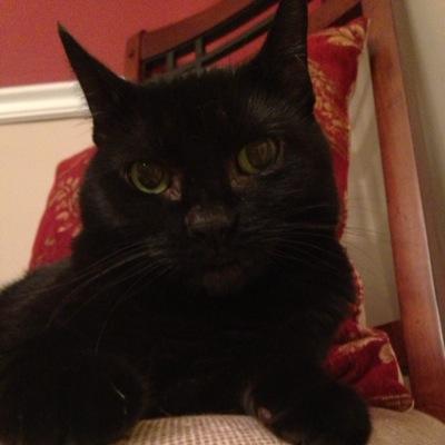 SephTheCat Profile Picture