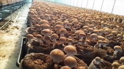 namoonala1's profile picture. 새나골표고나라