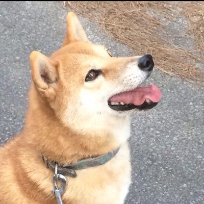 sakura_atomos's profile picture. BF4を通じて日本のEsports創成期を見てきた亡霊。Team Liquid(虹6)ファン。応援する時は翻訳機能多用     ✈️メイン。ヘッダーはJAL所属の旦那のヘリオス君(JA301J)ヾ(⌒(_'ω')φ...Sakura_Igneat