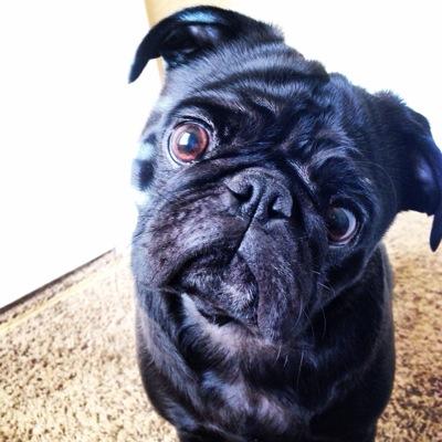 TuckerThePug Profile Picture