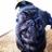TuckerThePug's profile image