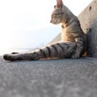かつ (@andykatz9) 's Twitter Profile