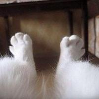 white foot(@laszne) 's Twitter Profile Photo