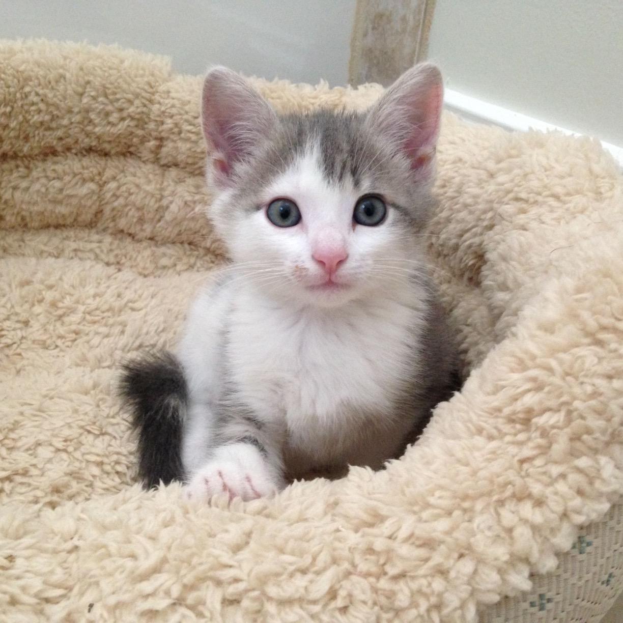 Animal lover, foster mom for kittens available from @wakegovpets