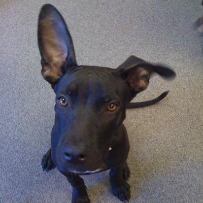 ridermichelle's profile picture. 