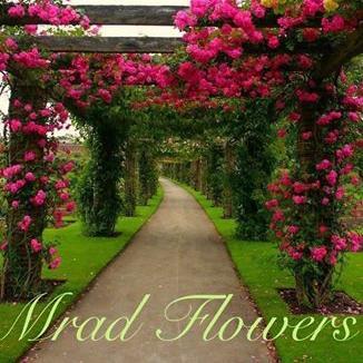 mradflowers's profile picture. زُورونا عَلى سَنتر أَزهار مراد الجَديد تَعنايل مُقابِل مِستَوصِف الحَريري طَريق العام.08-513512  08510208