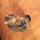 danielle vezina - @poushie55 - Twitter