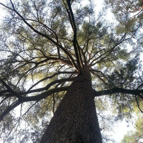 sergioruizman's profile picture. 