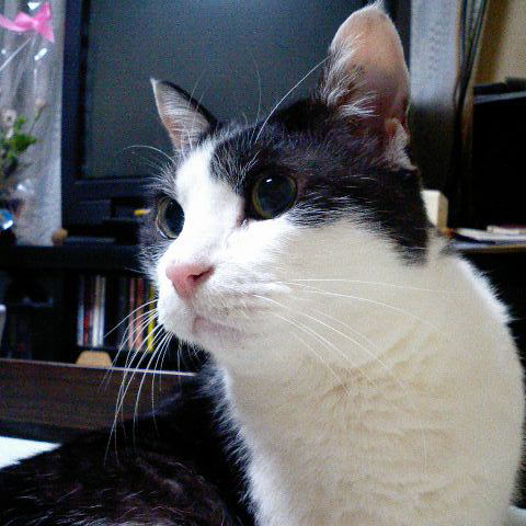 中井知恵子 Profile