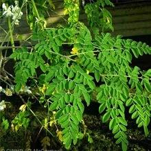 Pretendo recoger y concentrar todos los datos posibles sobre el maravilloso árbol de la Moringa.