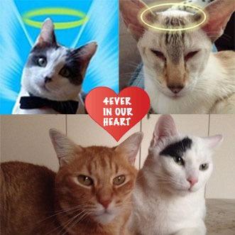 AotearoaSilvia's profile picture. Vegan💚LovePiri&Pinny. mycats/Enea.mydog/Animals/#ringana/NZ/Scotland/@TomCruise/DonJohnson/@simpleminds.com/J.J.Cale/EricClapton/Fight4Animals'Rights