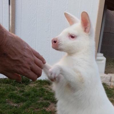 ZarubaRob's profile picture. very out spoken