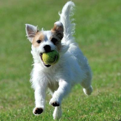 Yes supporter and fan of Jessie, the world's best parson russell terrier