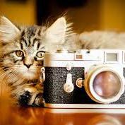 Gatuno Art/Arte