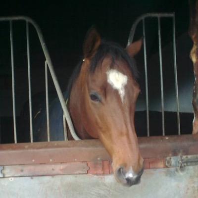 Racehorse fan ownerbreeding @peterappleton58bluesky.social