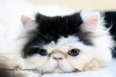 Persian Cat Breeder | 083824430231 | 25ACA2B7