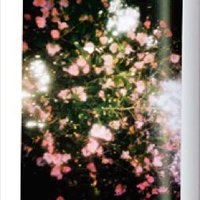 akane (@mush66db) 's Twitter Profile