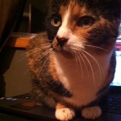 I hate other cats. I tolerate the puppy. The humans bring me things.