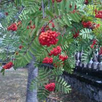 Serbal (@patitwt) 's Twitter Profile