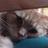 lulutucker76's profile image