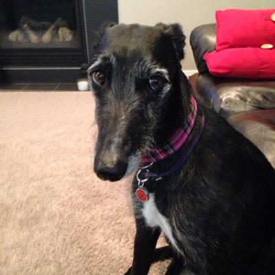 Lurcher girl living the good life. Mama is @ktj001.