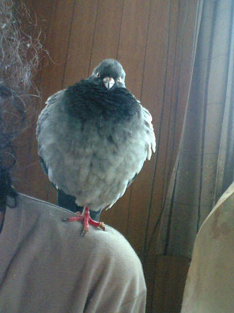 skashima2009's profile picture. As long as slaughterhouses there will be battlefield.