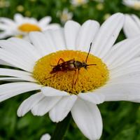 A Look at Nature (@alookatnature) 's Twitter Profile