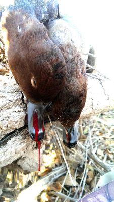 Hunting ducks & geese isn't just a hobby but a way of life.