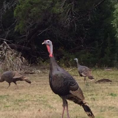 ❤️ hunting⛄️texas