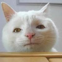 Derek Arnalds (@darnalds) 's Twitter Profile