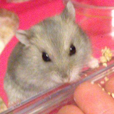 ひらいじろうさんのプロフィール画像