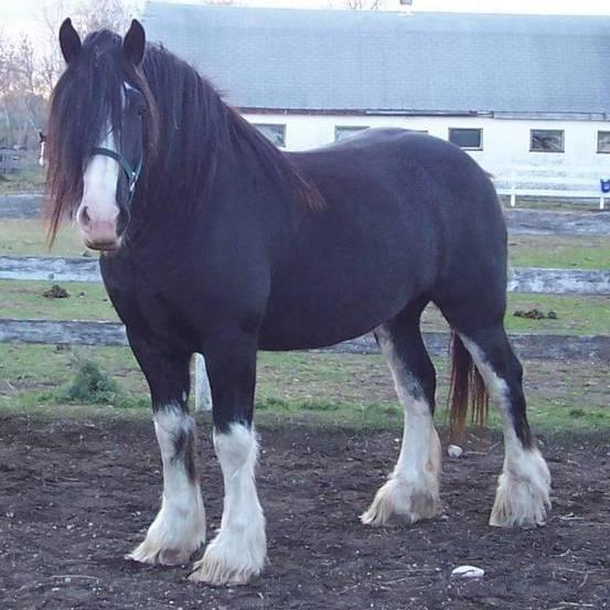 Love & own Clydesdale horses  
Not associated with Budweiser in any way except the buds in my fridge.